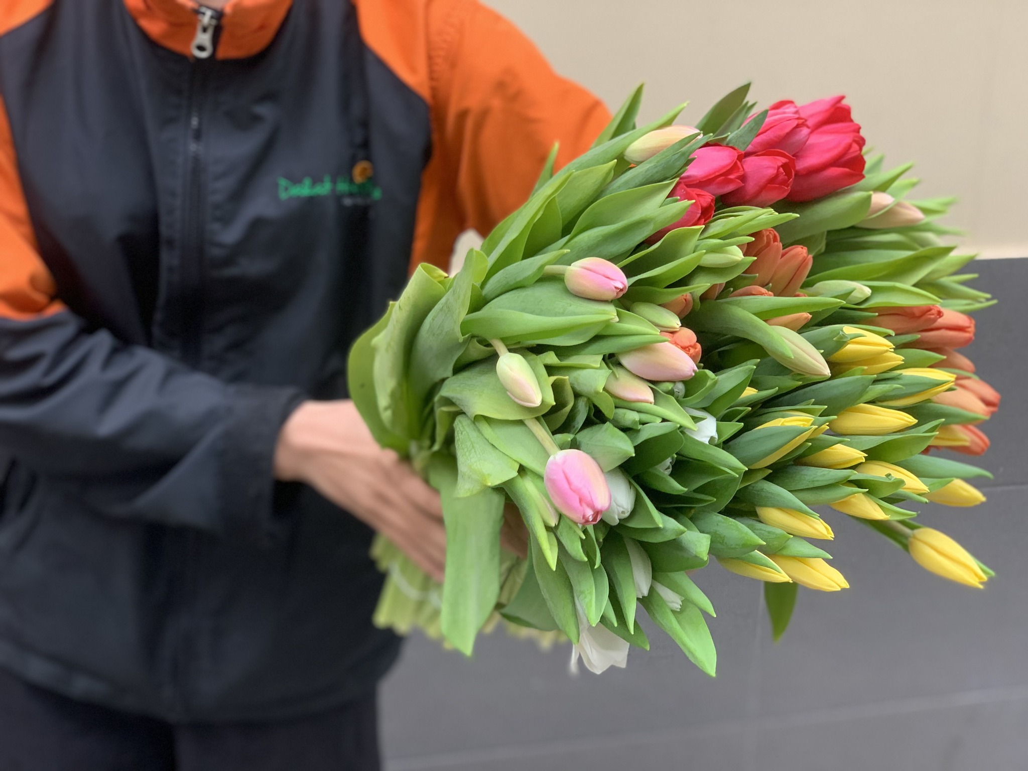 Hoa tulip