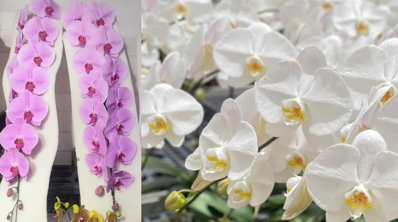 Vườn Lan Hồ Điệp